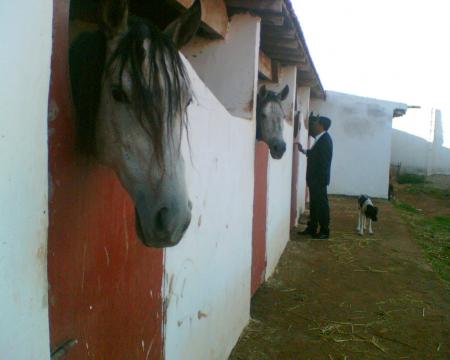 c mon cheval 